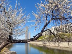-桃花堤公园