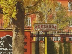-三里屯东五街银杏大道