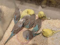 -青石桥花鸟鱼虫市场(叠翠城店)