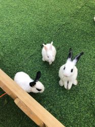 -萌宠亲子动物乐园(槐房万达店)