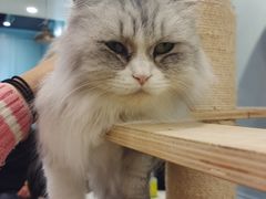 -安格丽娜·狗咖·猫咖羊驼咖(春熙路百盛商场店)
