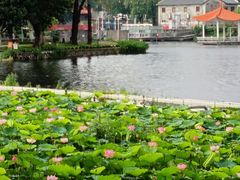 -荔湾湖公园