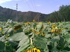 -雾灵西峰