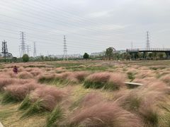 -王借岗森林公园
