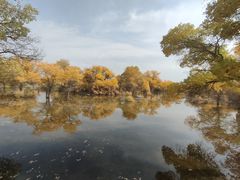 -金塔沙漠胡杨林景区