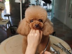 -鑫艺宠物美容培训学校