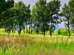 景点-野鸭湖国家湿地公园