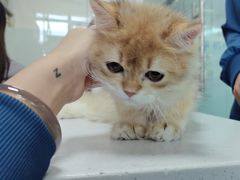-嘉馨宠物医院·CT影像转诊·心脏科·犬猫全科诊疗中心(下沙大学城院区)
