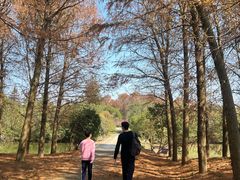 -上海海湾国家森林公园