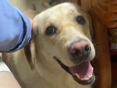 -瑞派康怡24h宠物医院·犬猫医疗中心·微创绝育(瑞景分院)