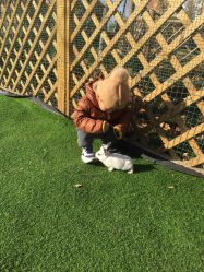 -萌宠亲子动物乐园(槐房万达店)