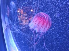 -太平洋海底世界