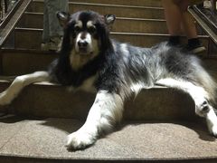 -more than meow吴止猫主题餐厅(承德 中船汇店)