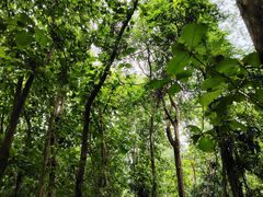 -中国科学院西双版纳热带植物园