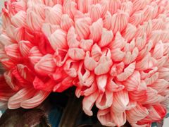 -花鸟鱼虫鲜花绿植市场(玉泉路店)