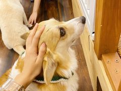 -豆柴町-柴犬主题狗咖(红鼎国际C座店)