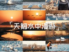 -烟墩角天鹅湖