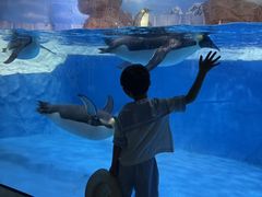 -海合安成都极地海洋公园