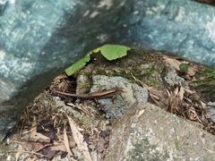 -磐安十八涡风景区