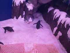 -暹罗海洋世界