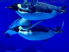 -海合安成都极地海洋公园