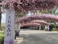 -南汇桃花村