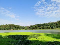 -南宁良凤江国家森林公园