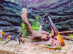 -上海海洋水族馆