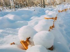 -北极村旅游风景区
