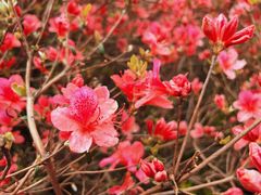 -木兰云雾山