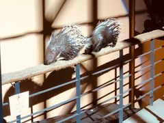 -清迈夜间动物园