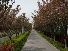 android_upload_pic-高东镇樱花园