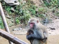 -西双版纳原始森林公园