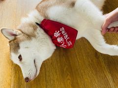 -Husky Go! 哈士奇体验馆·宠物咖啡厅狗咖