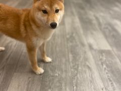 -浣熊柯尔鸭土拨鼠·电玩咖