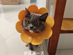 -纳吉亚猫专科动物医院·北北分院