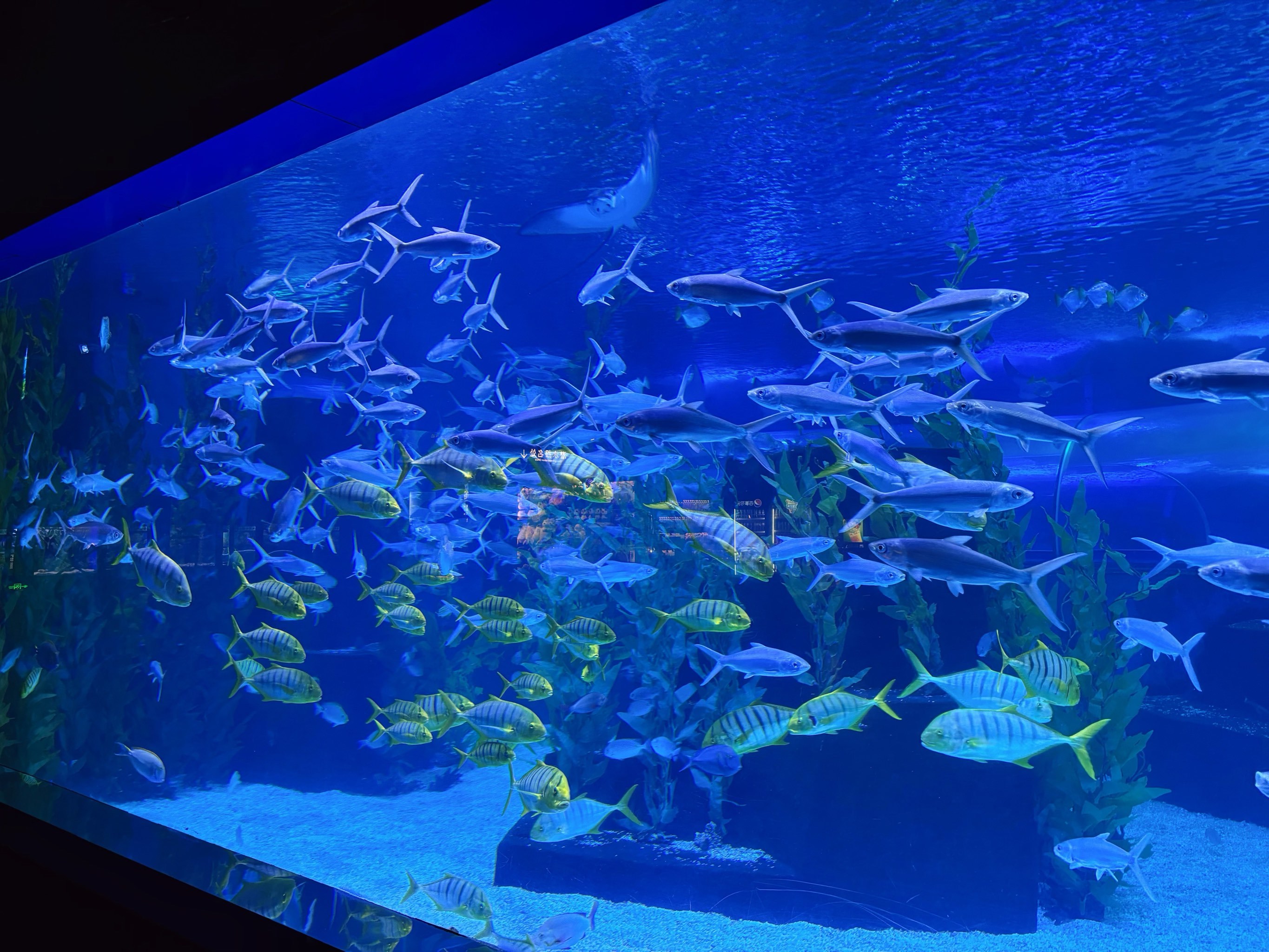 海底世界的奇妙之旅