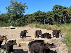 -沈阳森林动物园