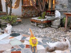 -喵屿·大理花园猫咖