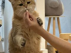 -柴迷FANS CLUB·柴犬狗咖·猫咖
