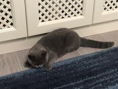 -猫大福·Fortune Cat猫舍(百子湾店)