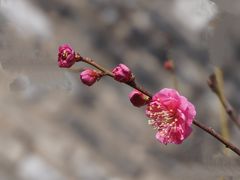 -北京明城墙遗址公园