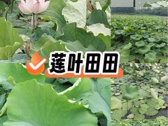 -月湖风景区