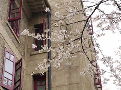 -武汉大学-樱园