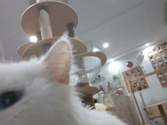 -楼上猫咖(罗湖店)