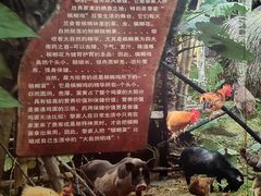 -海南槟榔谷黎苗文化旅游区