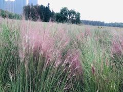 -艾溪湖湿地公园