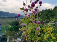 -万峰林风景区