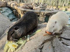 -北京野生动物园