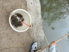 -同銮特种养殖场·龙虾垂钓